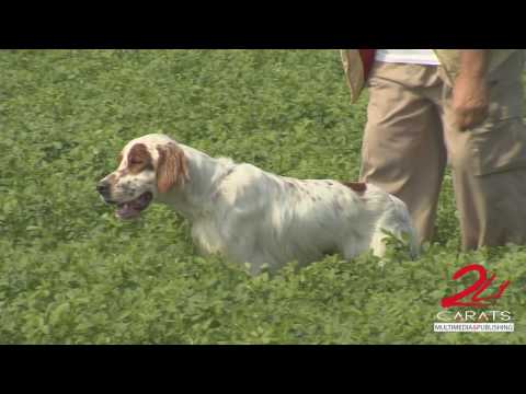 Setter Inglese, un cane emozionante