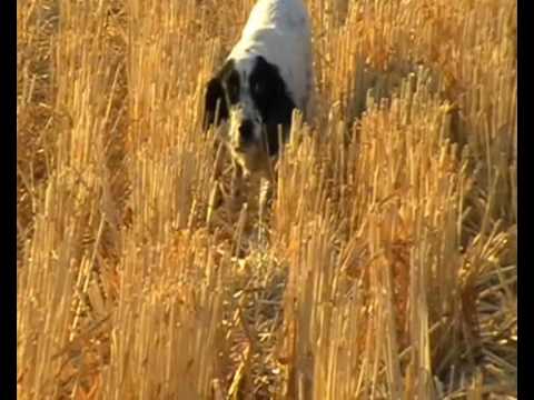 CACCIA ALLA QUAGLIA