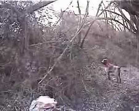 SPINONE IN FERMA SU BECCACCIA