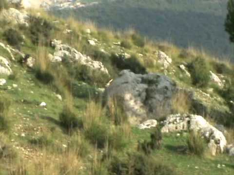 CACCIA AL CONIGLIO IN SICILIA