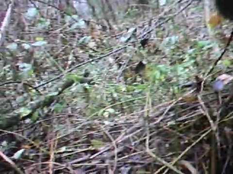 CACCIA ALLA BECCACCIA