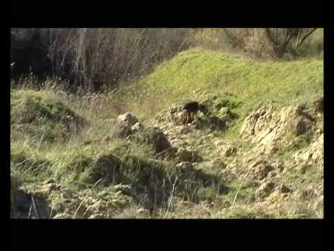 SAM (SEGUGIO ITALIANO) e una lepre scovata a Colle di Sale