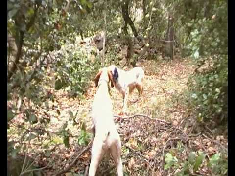 Setter e Pointer in ferma su Beccaccia