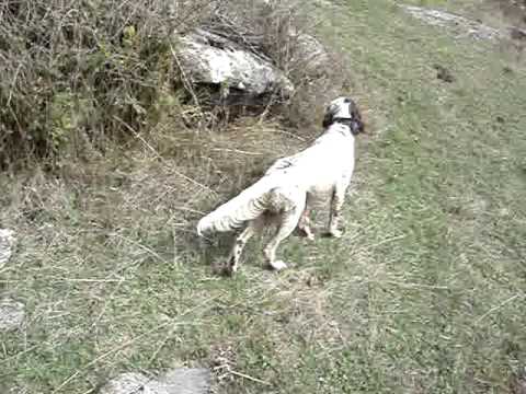 CACCIA ALLA COTURNICE