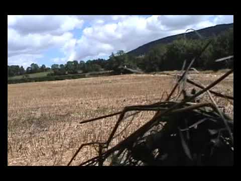 CACCIA AL COLOMBACCIO IN IRLANDA