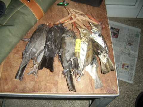 CACCIA CINGHIALI E MIGRATORIA SUL GARGANO……STAGIONE 2008/2009