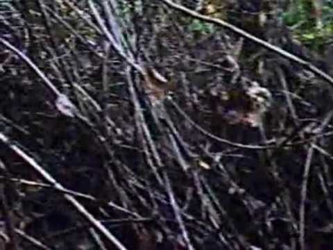 CACCIA ALLA BECCACCIA