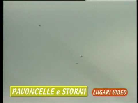 Storni e Pavoncella: Caccia agli storni e alla pavoncella