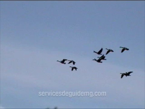 Estero: Caccia alle Anatre