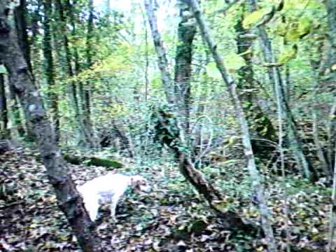 Caccia : caccia alla beccaccia