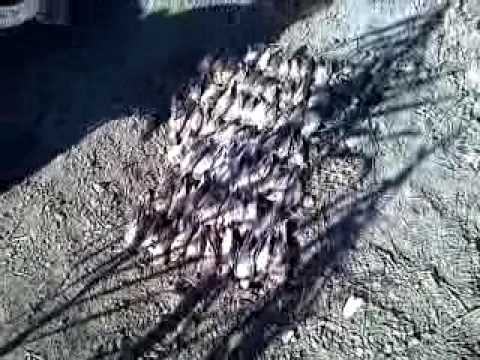 CACCIA ALLE ALLODOLE