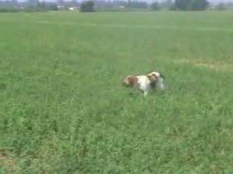 Bracco italiano dei sanchi