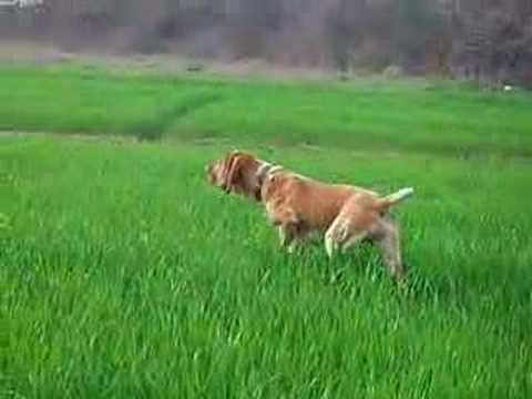 Bracco Italiano ferma su quaglia