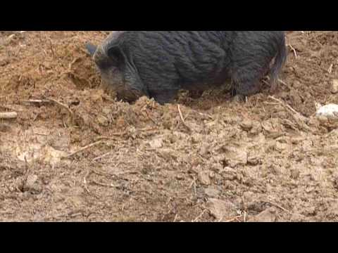 Cinghiali contro pastori maremmani