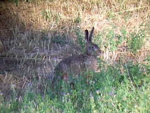 lepre affamata (Casentino)