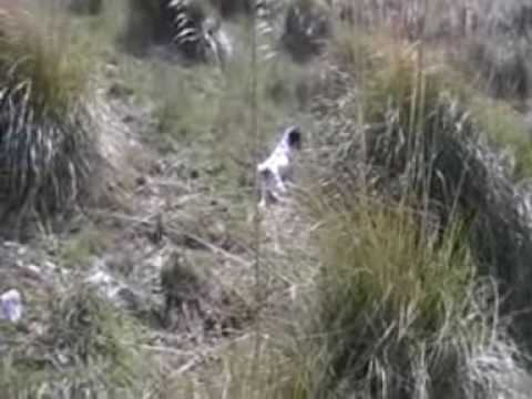 caccia alla coturnice