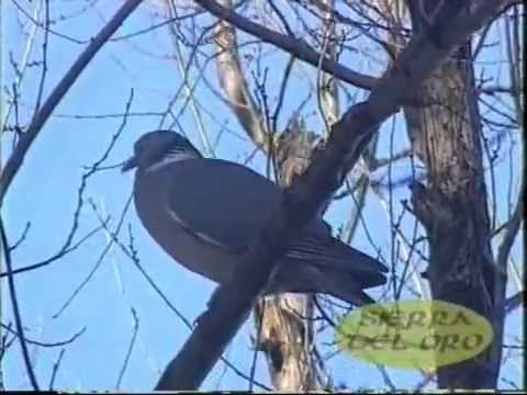 Caccia alle tortore – video di caccia alla tortora , chasse tourterelles