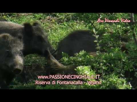 CACCIA AL CINGHIALE WWW.ARSVENANDIVIDEO.COM