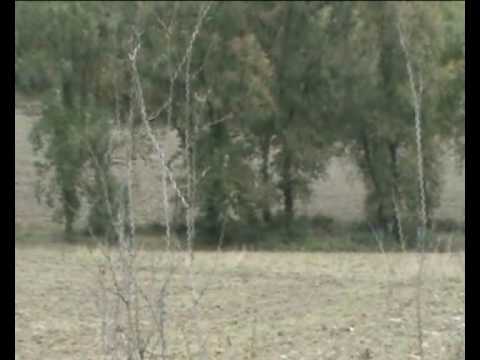 Caccia al cinghiale – 1-11 Volterra