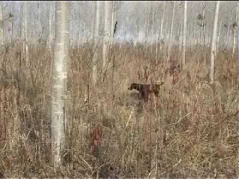 CACCIA CON IL MIO CANE DER