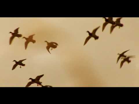 Duck Commander- Duckmen 11 : For A Few Ducks More