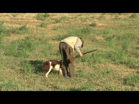 Quaglie – Video di Caccia: BRINA A QUAGLIE (CACCIA)