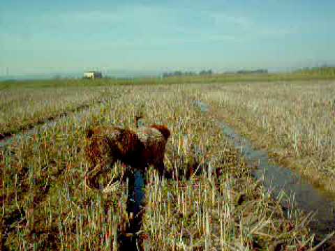 Caccia in risaia a beccaccini con l’epagneul breton 2