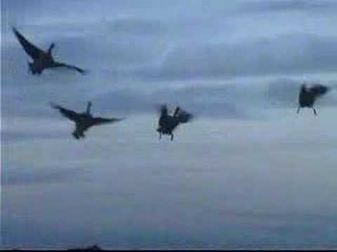 Viaggi Caccia – Caccia alle Oche all’estero – Goose Hunting