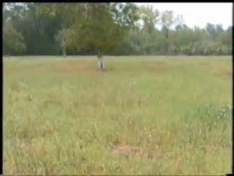 Caccia alla quaglia con Setter