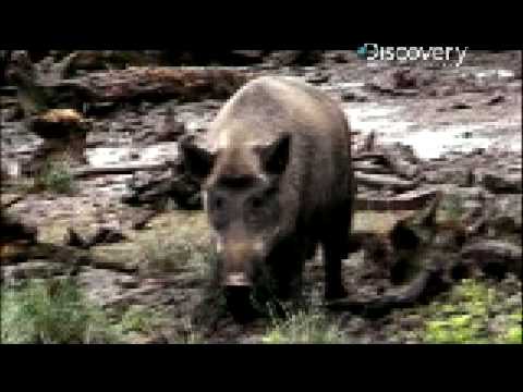 Pig Bomb – Hog Hunting