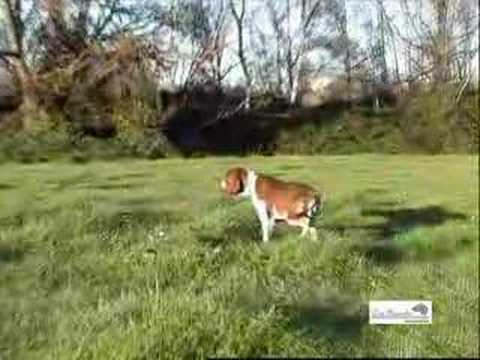 BRACCO ITALIANO – Camp. Ass. PEPPE Dei Sanchi