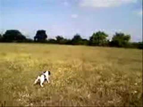 Springer Spaniel Rambo in cerca su pernice Cecina