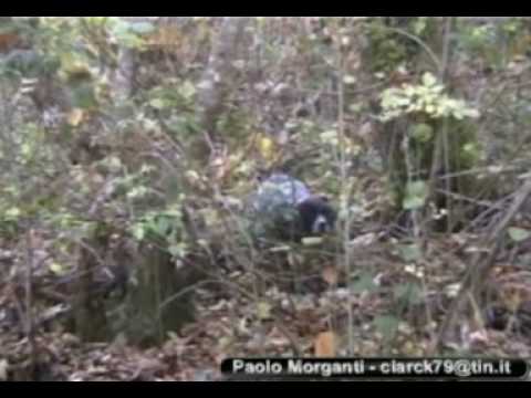 caccia alla beccaccia, Hunting woodcock, becada, becasse, scolopax rusticola, con setter