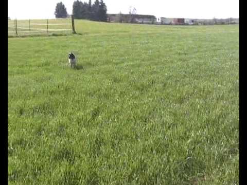 Deutsch Kurzhaar – Cani Caccia