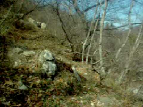 Caccia nel bosco alle beccacce con l’epagneul breton ed il setter inglese 3