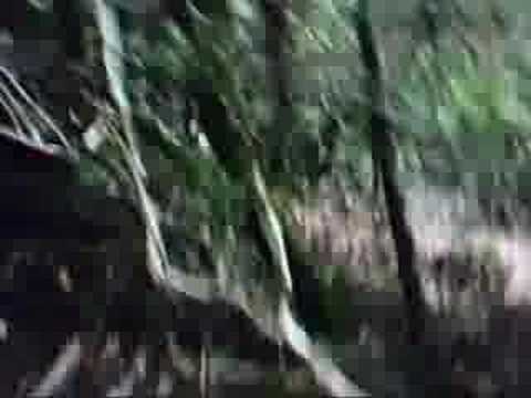 caccia grossa sardegna cinghiale 2008 barbagia