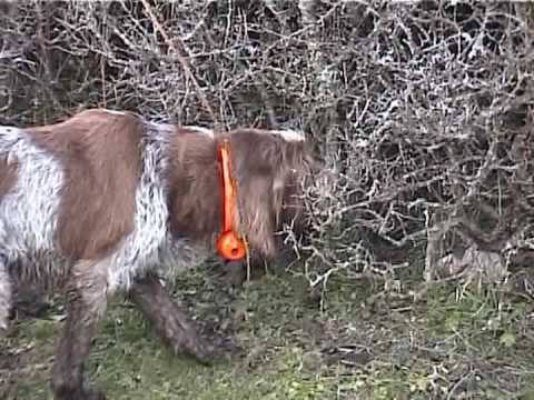 Spinone in ferma su beccaccia – Trentino Alto Adige