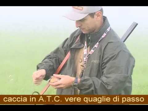 caccia con SETTER INGLESE – beccaccia, quaglia, fagiano, starna