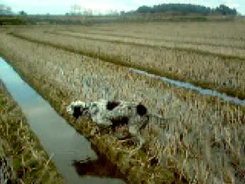 Caccia in risaia a beccaccini con l\’epagneul breton ed il setter inglese 5
