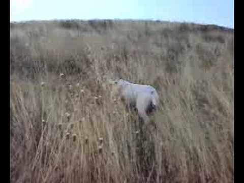 Caccia: Spinone in ferma su fagiani