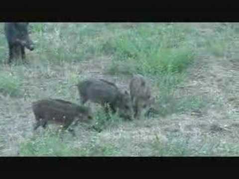 Caccia al Cinghiale: I Cinghiali del Casentino