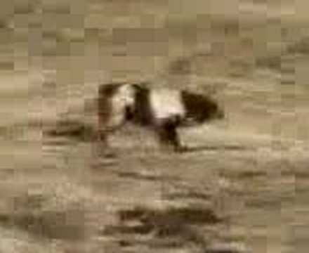 COTURNICI: Caccia in montagna con l\’epagneul breton