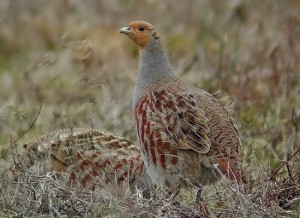 Piccola selvaggina stanziale