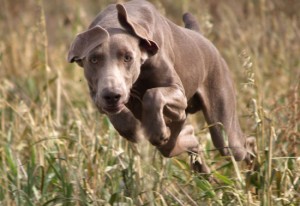 Tassa sui cani non sterilizzati