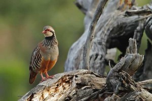 Coppa dell'Appennino su pernici rosse