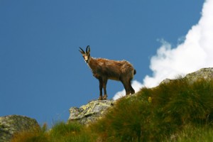 Comprensori Alpini in Val d'Ossola