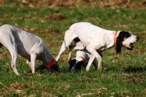 Razza cani da caccia - Ariégeois