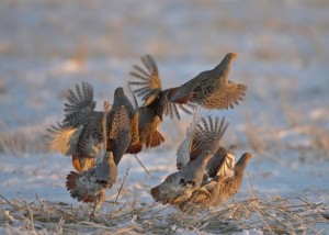 Caccia alla selvaggina stanziale