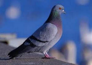 Piccione - Columba livia