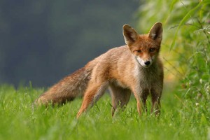 Caccia alla volpe e al cinghiale in Puglia